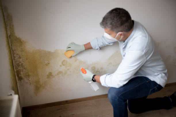 Mold Remediation for Rental Properties in Pine Canyon, CA